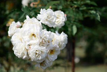 White roses blooming in ornamental flower garden