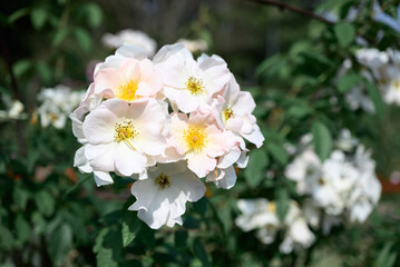 White roses blooming in ornamental flower garden