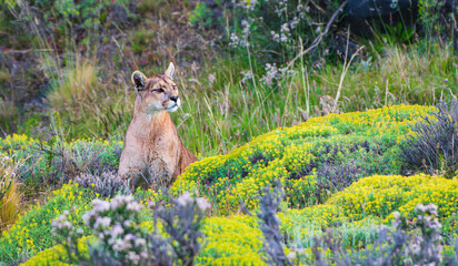 Wild puma approaching through wildflowers
