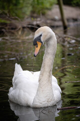 A majestic white swan (mute swan) gliding across a lake at a wildlife sanctuary.