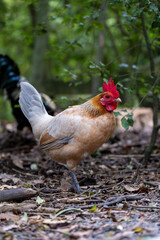 A young healthy cockerel (rooster) strutting around the farm yard scratching and looking for grubs to eat.
