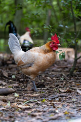 A young healthy cockerel (rooster) strutting around the farm yard scratching and looking for grubs to eat.