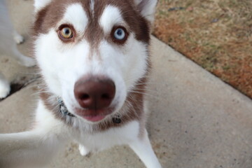 Siberian husky portrait with multicolored eyes