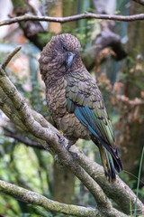 Close up of  kea bird perched on a branch in forest area.

The kea is a species of large parrot in the family Strigopidae endemic to the forested and alpine regions of the South Island of New Zealand.