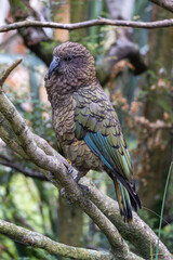 Close up of  kea bird perched on a branch in forest area.

The kea is a species of large parrot in the family Strigopidae endemic to the forested and alpine regions of the South Island of New Zealand.