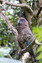 Close up of  kea bird perched on a branch in forest area.

The kea is a species of large parrot in the family Strigopidae endemic to the forested and alpine regions of the South Island of New Zealand.