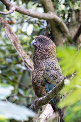 Close up of  kea bird perched on a branch in forest area.

The kea is a species of large parrot in the family Strigopidae endemic to the forested and alpine regions of the South Island of New Zealand.