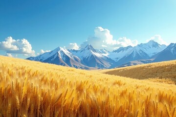 Fototapeta premium Rolling wheat, snow peaks, cloudless blue sky , mountains, view