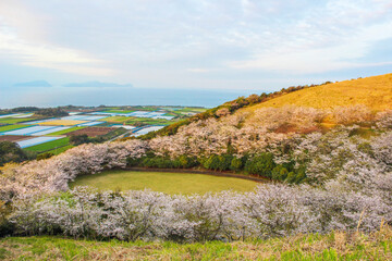 Mt. Mitake in the Goto Islands: A Scenic View of Full Bloom Cherry Blossoms