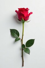 solitary red rose against a stark white backdrop, solitude, background