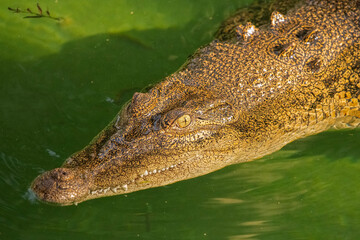 The estuarine crocodile, also known as the saltwater crocodile, is the largest living reptile on Earth.