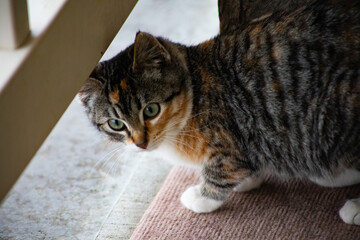 Cute kitten on the deck 