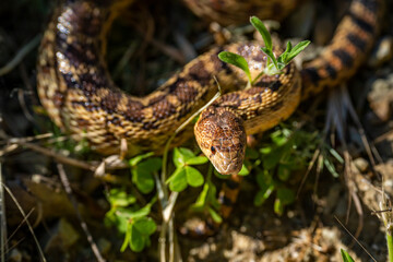 Close-up of Pacific gopher snake (Pituophis catenifer catenifer) in the forest. 