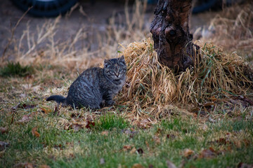 Cat standing by a tree on the farm