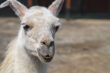 Obraz premium 盛岡動物公園