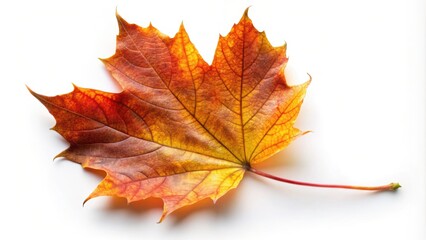 Obraz premium Autumn leaf isolated on white background, autumn, leaf, isolated, fall, seasonal, nature, close-up, yellow, orange, brown