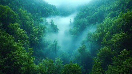 Obraz premium [misty forest landscape photography] Misty Forest Landscape with Fogged Mountain Range and River
