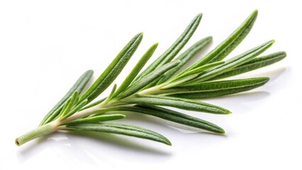 Fototapeta premium Rosemary leaf isolated on white background for culinary and herbal use, rosemary, spice, herb, culinary, isolated, green