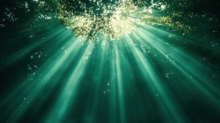 Sunlight Filtering Through Trees in a Serene Forest Scene