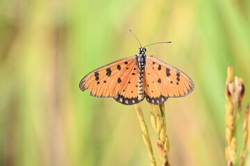 Acraea terpsicore or tawny coster butterfly. lt is a small leathery-winged butterfly. Butterfly sitting on the green plants.  It belongs to the Nymphalidae or brush-footed butterfly family.