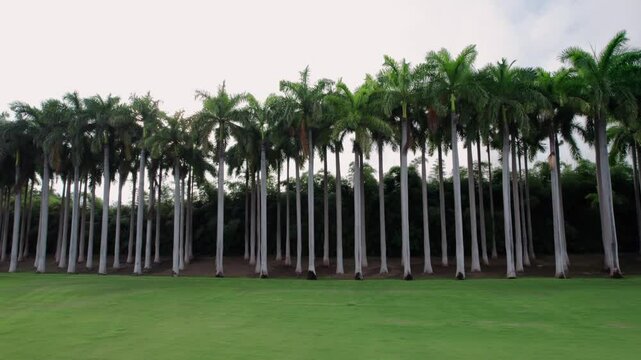 Rows of palm trees on the charming Papagayo peninsula showcase the stunning natural beauty of Costa Rica