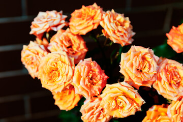Cluster of orange roses with intricate petal patterns, set against a blurred background of brick...