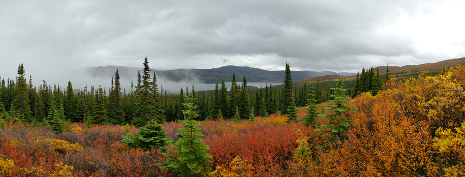 Vibrant red and yellow colours in an alpine meadow with a lake in the background as the season changes from summer to autumn near Whitehorse Yukon 