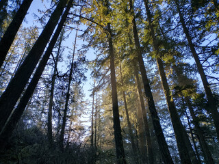 Obraz premium Sun streams through the fir trees in a forest park in BC Canada