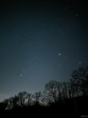 starry night sky with silhouette of trees