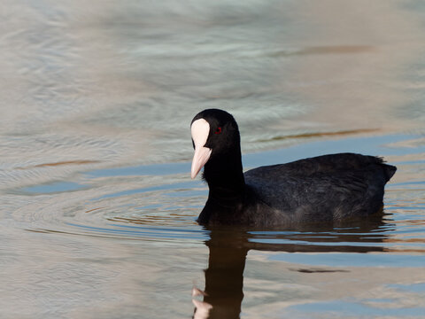 Eurasian common coot (Fulica atra) swimming on peaceful lake, black water bird with white beak and red eyes.