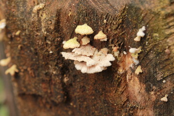 white mushrooms growing attached to tree trunks