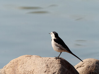 Cute small bird standing on rock near lake in sunny day, the white wagtail (Motacilla alba) is a small passerine bird in the family Motacillidae.