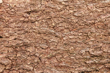 cracked dry tree bark texture