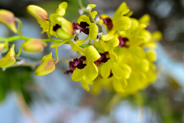 flowers, yellow and red flowers, yellow and red, Orchid, Cymbidium,Cymbidium Orchid, Orchidaceae,...