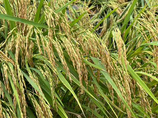 close up of a green rice plant