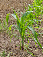 corn field in the summer