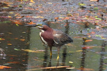 Green-backed heron (Butorides virescens) fishing in the pond in Florida pond