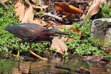 Green-backed heron (Butorides virescens) fishing in the pond in Florida pond