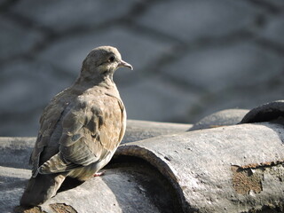 urban bird