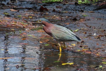 Green-backed heron (Butorides virescens) fishing in the pond in Florida pond