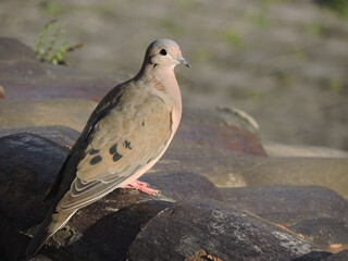 A turtledove perched on a rooftop