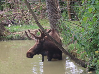 bull elk in park national park