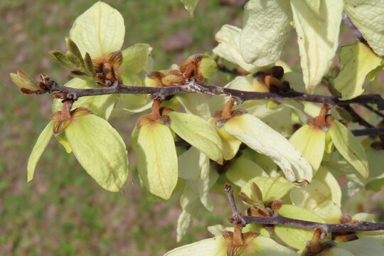 Asimina obovata flowers in Florida nature, closeup