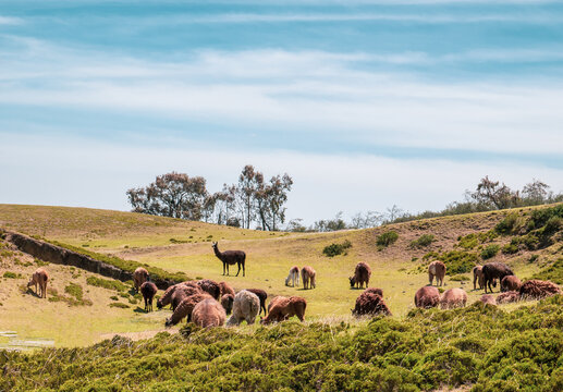 andean landscape