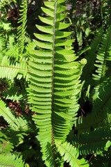 Nephrolepis cordifolia plant in Florida wild, closeup