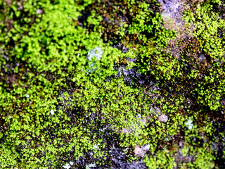 Green Mosses, often overlooked organisms, have a long history and an important role in the global ecosystem. With its refreshing color and multifunctional role, its appearance is simple.