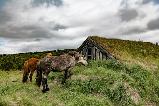 Icelandic Horses grazing  - Powered by Adobe