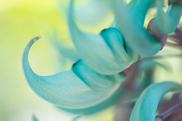 jade vine