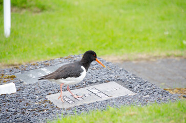 A bird stands on a grave stone in a cemetary with vibrant green grass in the background