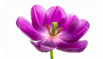 Tulip purple on white background isolated. Beautiful flower.